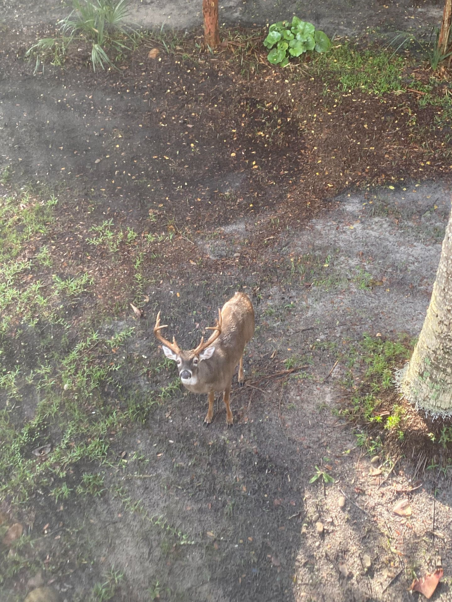 deer in backyard
