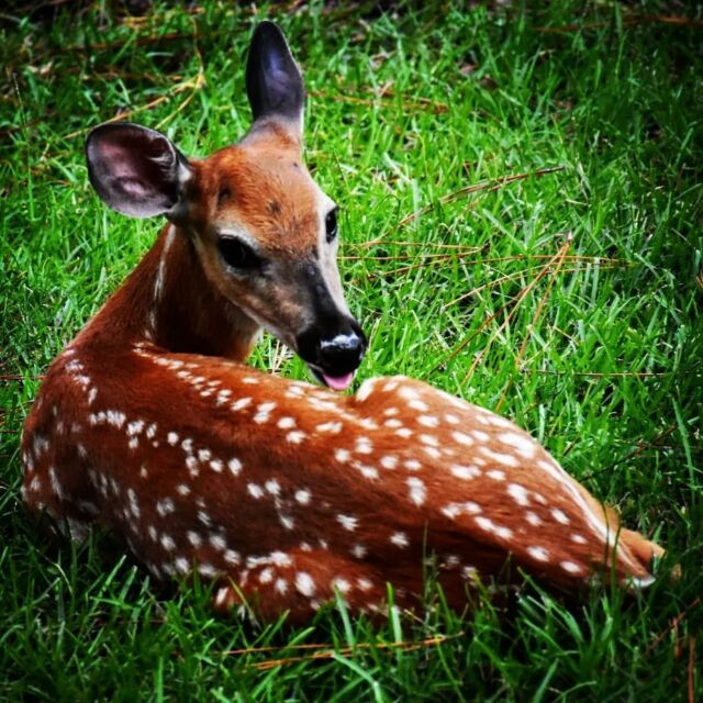 Yes you will see baby deer as well!